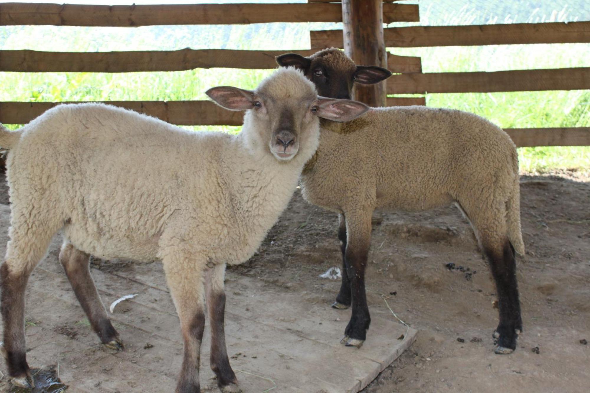 Penzion Javorina Čičmany Bagian luar foto